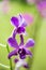 Close-Up of Lilac Orchid Flower in Garden, diffused background