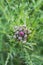 Close up of a Lilac Thistle flowers fruit of thorny grass