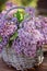Close up of lilacs in basket in spring garden