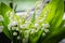 Close up of the lily flower of the valley in a large bouquet