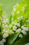 Close up of the lily flower of the valley in a large bouquet