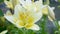 Close-up of lily flowers.