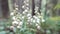 Close up of lily of the valley white flowers growing in the forest. Stock footage. Floral background, soft and beautiful