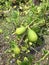 Close up of the lime still on the tree. Fresh