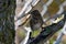 Close up of a Lincoln Sparrow bird
