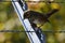 Close up of a Lincoln Sparrow bird on a fence