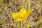 Close up of Lindley\'s blazing star (Mentzelia lindleyi) wildflower blooming around the summit of Mt Hamilton, San Jose, Californi