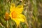 Close up of Lindley\'s blazing star (Mentzelia lindleyi) wildflower blooming around the summit of Mt Hamilton, San Jose, Californi