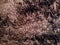 Close up line brown carpet texture background