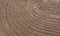 Close up of line circles on sand. Sand with oval lines. Sand pictures on the beach.