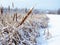 Close-up on a line of fuzzy cattails coated with icy snowflakes-Stock photos