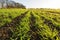 Close up of lines of young shoots of winter wheat in a field. UK