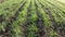 Close up of lines of young shoots of winter wheat in a field. UK