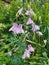 Close up Linnaea Borealis or twinflower.