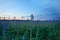 Close up of Linseed Field at Dusk