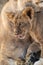 Close-up of lion cub brushing past mother