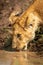 Close-up of lion cub drinking muddy water