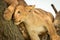 Close-up of lion cub leaning against another