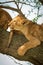 Close-up of lion cub looking up branch