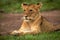 Close-up of lion cub lying paws together