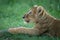 Close-up of lion cub lying with stick