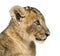 Close-up of a Lion cub profile, 7 weeks old, isolated