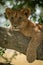 Close-up of lion cub on shady branch