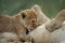 Close-up of lion cub suckling from mother