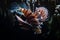 Close up of lion fish in the dark water