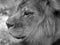 Close up of lion head with mane. Photographed in monochrome at Port Lympne Safari Park near Ashford Kent UK.