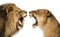 Close-up of a Lion and Lioness roaring