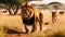 Close Up Of Lion Mouth In Massai marah jungle in south africa 4K