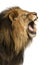 Close-up of a Lion roaring, Panthera Leo, 10 years old, isolated