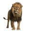 Close-up of a Lion roaring, Panthera Leo, 10 years old, isolated