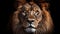 Close-Up of a Lion\\\'s Face: Majestic Creature, Carnivore, Wildlife Conservation, Fauna