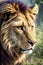 A close up of a lion\\\'s face with trees in the background
