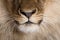 Close-up of lion\'s nose and whiskers