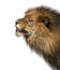 Close-up of a Lion\'s profile, roaring, Panthera Leo, 10 years ol