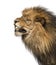 Close-up of a Lion\'s profile, roaring, Panthera Leo