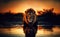 Close-up of a lion standing in water at sunset