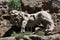 Close up of the lion statue, Ruins of Antica Monterano, Italy