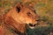 Close up of a lioness bathed in natural golden sunlight