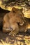 Close-up of lioness with catchlight in shade