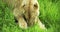 Close-up of a lioness eating prey in the green grass.