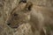 Close up of lioness head. Lioness facing left