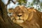 Close-up of lioness lying asleep on branch