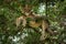 Close-up of lioness lying asleep in tree