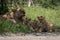 Close-up of lioness lying with four cubs