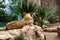 Close up of lioness lying on the ground with a green plants on the background. Predator having a rest, view from the