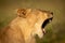 Close-up of lioness lying yawning in sunshine